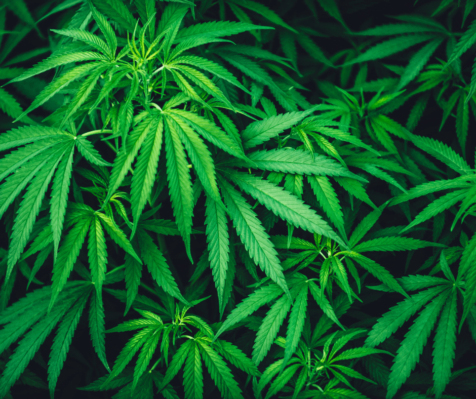 20250619_8_kannabisz_t.png