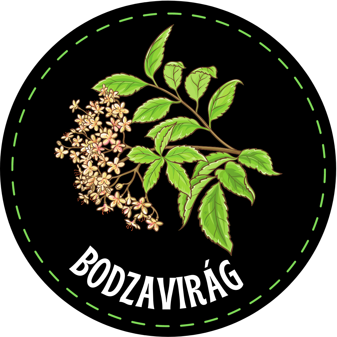 Bodzavirág / Fekete bodza